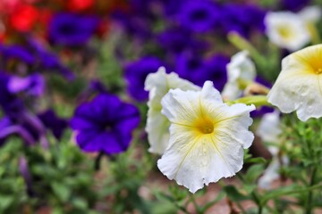 blue and yellow flowers