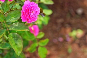 pink rose bush