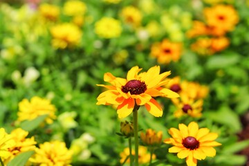 bee on yellow flower