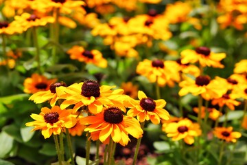 bee on yellow flower