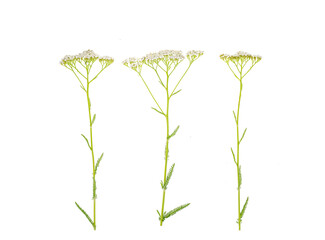 Stem with white inflorescence Achillea millefolium