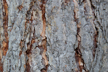 Obraz premium Horizontal wood texture background surface with natural pattern. Rustic wooden table or floor top view. Tree bark