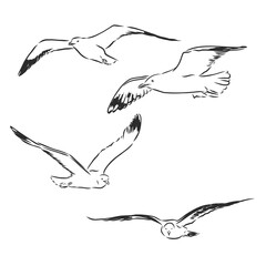 Seagull bird animal sketch engraving vector illustration. Scratch board style imitation. Hand drawn image. Seagull bird, vector sketch illustration