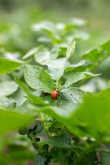 Colorado beetle larva close-up on foliage of potato in nature