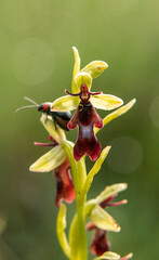 Fly Orchid (Orchis insectifera) in natural habitat