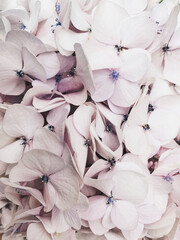Obraz Kwiatki Hortensji