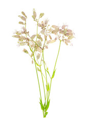Fototapeta na wymiar Wildflowers with original inflorescences isolated on white