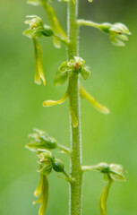 Common Twayblade (Listera ovata) in natural habitat