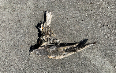 The unfortunate death of a flying bird: swallow. The corpse after death a week later.