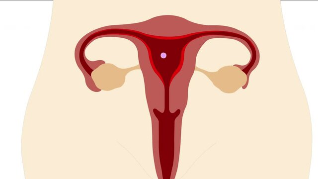 Animation fo growth the ovarian follicle and ovulation to menses, Menstrual cycle ovary in female.