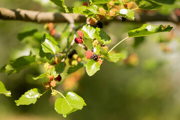 ripe black mulberries on a tree on a sunny day in the home garden on a blurred background, natural