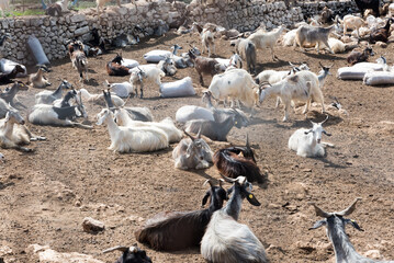 Goats grazing in Sicily