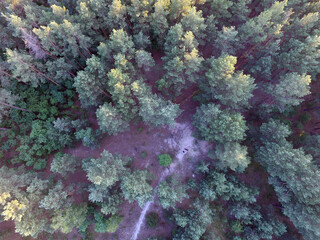 Pine forest (drone aerial image). Near Kiev