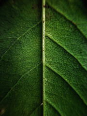 Green Leaf Macro Structure