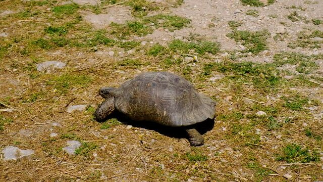 Single Marginated tortoise, Testudo marginata, turtle in a grassy city park
