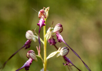Lizard Orchid (Himantoglossum jankae) in natural habitat