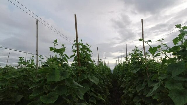 Cucumbers that are planted in rows, melons are bearing fruit.