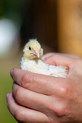 baby quail bird in hand