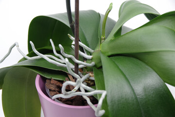 Green roots and leaves of orchid in flowerpot on white background. Green spike of Phalaenopsis...