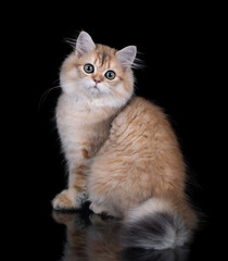 Cute red scottish kitten on a black background