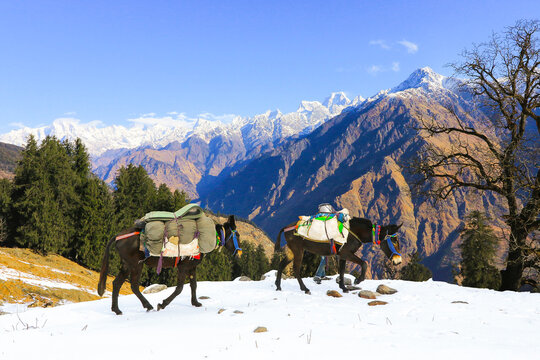 winter landscape in the mountains