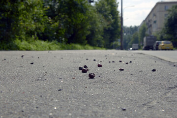 a cherry fruit that fell on the pavement