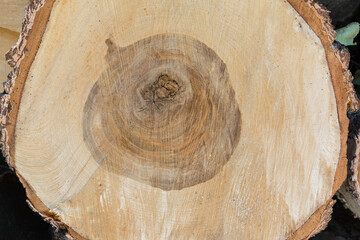 cross cutting of a tree trunk birch