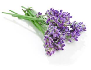Bouquet of lavender flowers isolated on a white background.