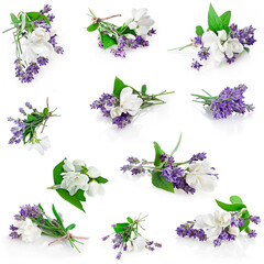 Collection of lavender and jasmine flowers isolated on a white background.
