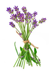 Bouquet of lavender flowers isolated on a white background.