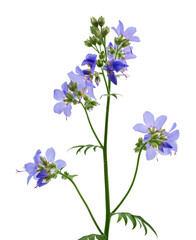 Jacob's Ladder or Greek valerian (Polemonium caeruleum) flower isolated on a white background.