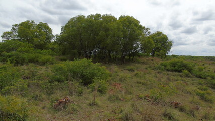 landscape with trees and clouds