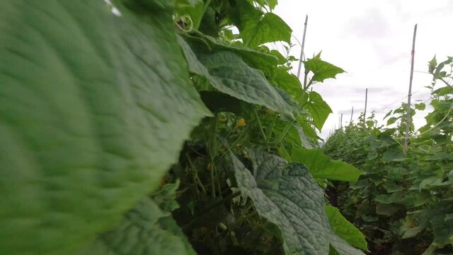 Cucumbers that are planted in rows, melons are bearing fruit.