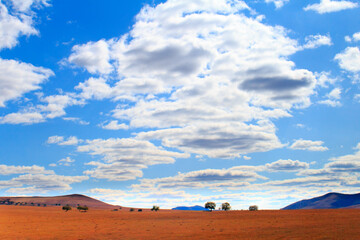 grassland and blue sky, Grazing sheep in the meadow grass