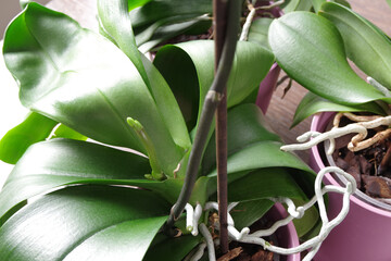 Green roots and leaves of orchid in purple flowerpot. Spike of Phalaenopsis orchid. Green leaves of...