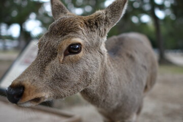 奈良の鹿
