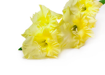 Yelllow gladiolus flowers isolated on a white background.
