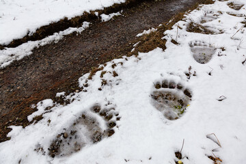 Grizzly Bear Paw Prints in snow by a hiking trail in Banff National Park in Alberta, Canada.