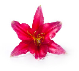 Pink lily flower isolated on a white background.