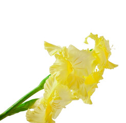 Yelllow gladiolus flowers isolated on a white background.