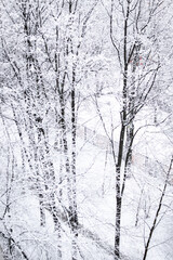 Snowy trees, christmas background, winter.