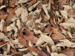 落ち葉カーペット