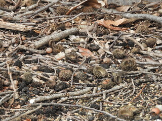 落ち葉カーペット