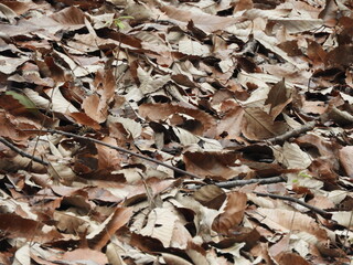 落ち葉カーペット