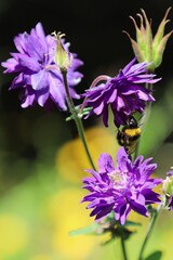 Fototapeta premium A bumblebee at a bellflower