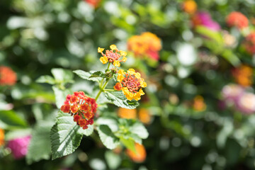 Botanical Garden of Catania Sicily
