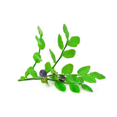 Blueberry branches with berries isolated on a white background.