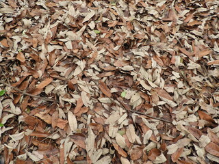 落ち葉カーペット