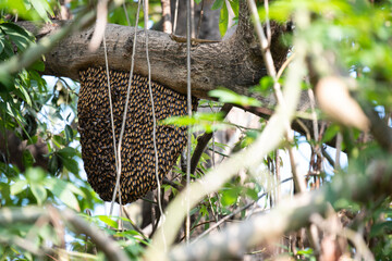 Bee hive