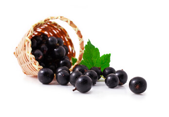 Fresh black currant in the wicker basket isolated on a white background.